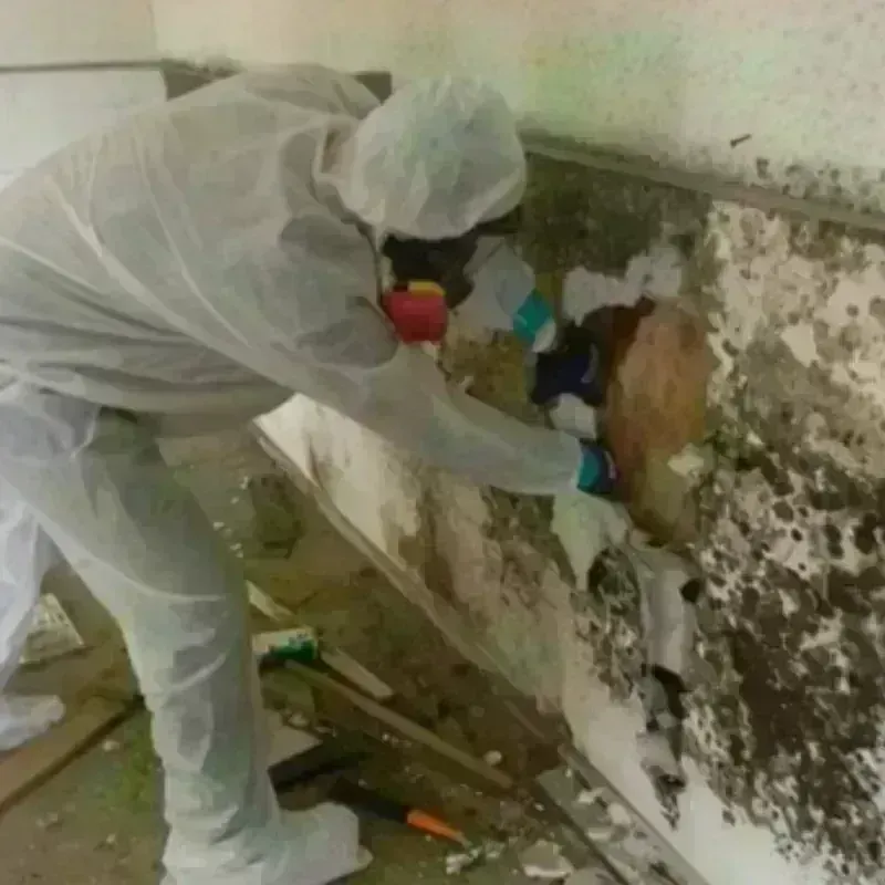 Mold Remediation and Removal in Ashton-Sandy Spring, MD